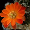 Rebutia_raushii